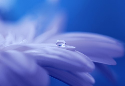 drop-of-water-flower